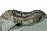 Flexicalymene Trilobite Fossil - Indiana #289058-2